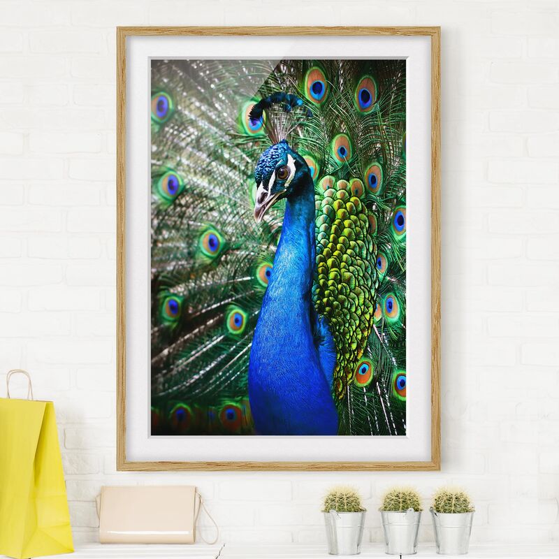 

Póster enmarcado - Noble Peacock Dimensión LxA: 24cm x 18cm, Marco: Roble