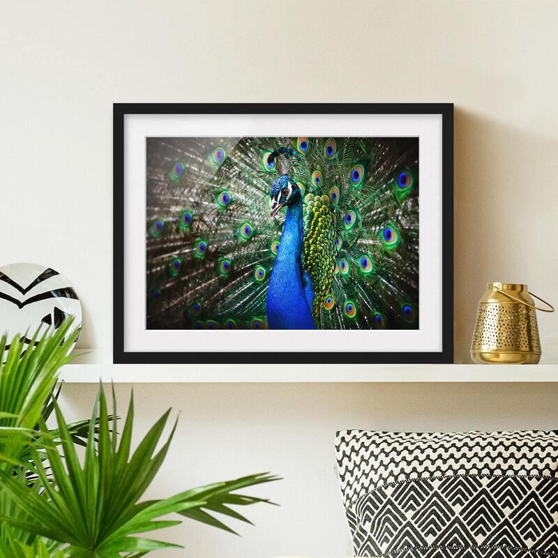 

Póster enmarcado - Noble Peacock Dimensión LxA: 18cm x 24cm, Marco: Negro