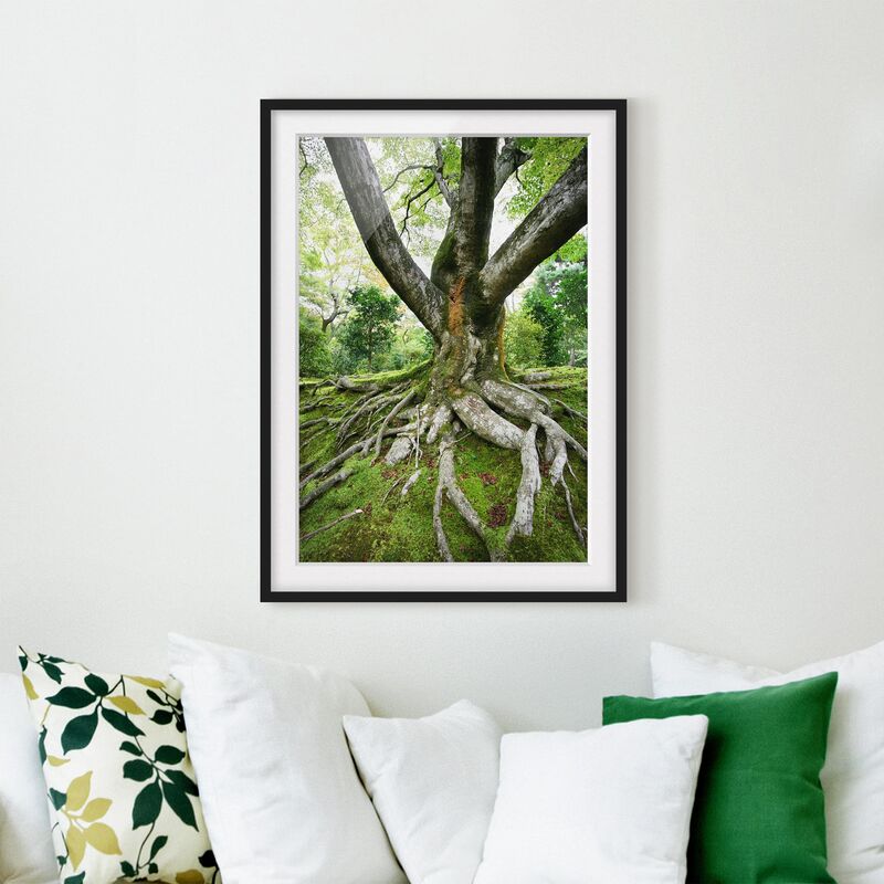 

Póster enmarcado - Old Tree Dimensión LxA: 55cm x 40cm, Marco: Negro