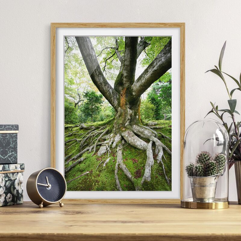 

Póster enmarcado - Old Tree Dimensión LxA: 100cm x 70cm, Marco: Roble