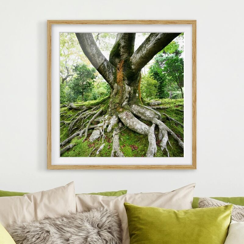 

Póster enmarcado - Old Tree Dimensión LxA: 30cm x 30cm, Marco: Roble