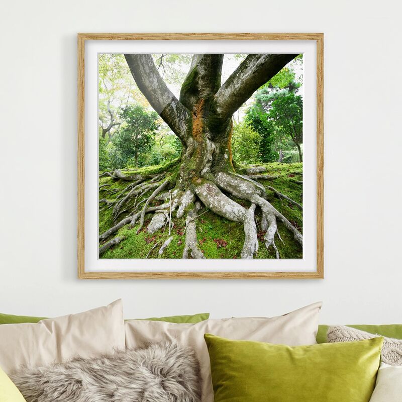 

Póster enmarcado - Old Tree Dimensión LxA: 70cm x 70cm, Marco: Roble