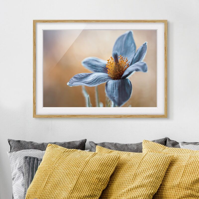 

Póster enmarcado - Pasque Flower In Blue Dimensión LxA: 50cm x 70cm, Marco: Roble
