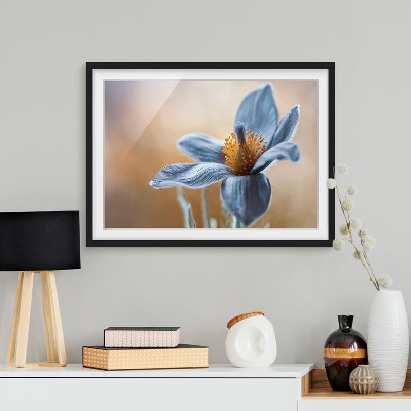 

Póster enmarcado - Pasque Flower In Blue Dimensión LxA: 50cm x 70cm, Marco: Negro