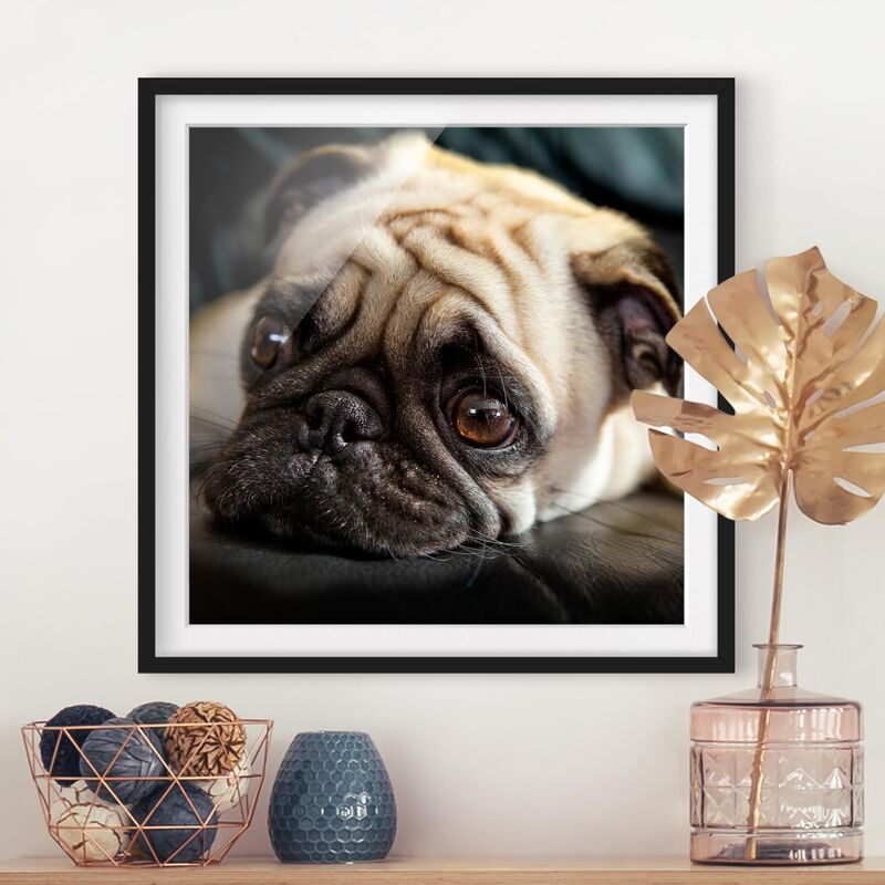 

Póster enmarcado - Pensive Pug Dimensión LxA: 20cm x 20cm, Marco: Negro