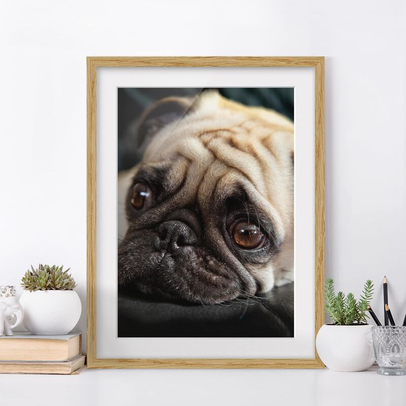 

Póster enmarcado - Pensive Pug Dimensión LxA: 55cm x 40cm, Marco: Roble
