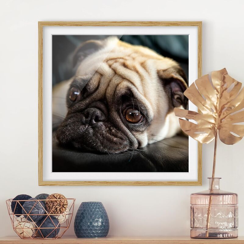 

Póster enmarcado - Pensive Pug Dimensión LxA: 70cm x 70cm, Marco: Roble