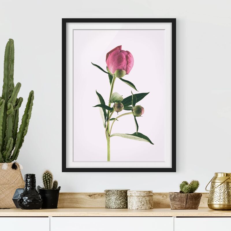 

Póster enmarcado - Peonia Rosa Su Bianco Dimensión LxA: 40cm x 30cm, Marco: Negro