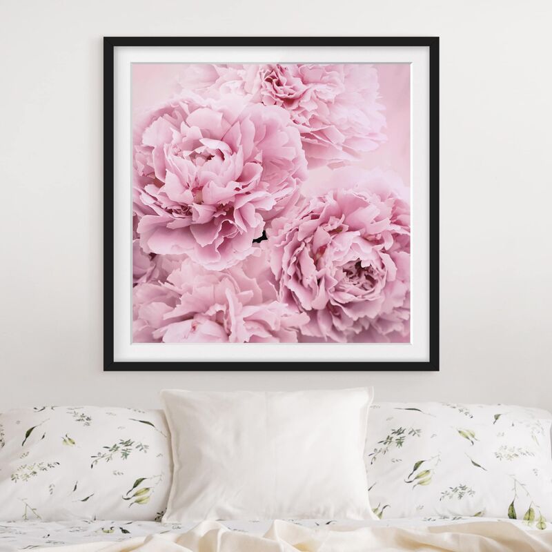 

Póster enmarcado - peonie rosa Dimensión LxA: 50cm x 50cm, Marco: Negro
