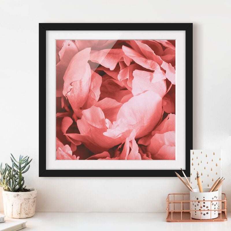 

Póster enmarcado - Peony di corallo del fiore Dimensión LxA: 70cm x 70cm, Marco: Negro