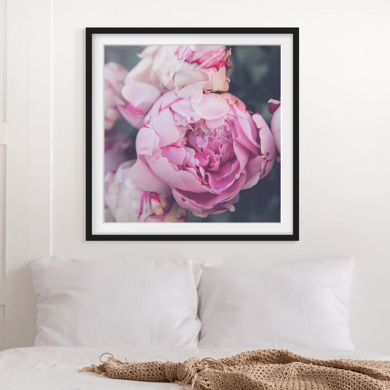 

Póster enmarcado - Peony fiore misero Dimensión LxA: 50cm x 50cm, Marco: Negro