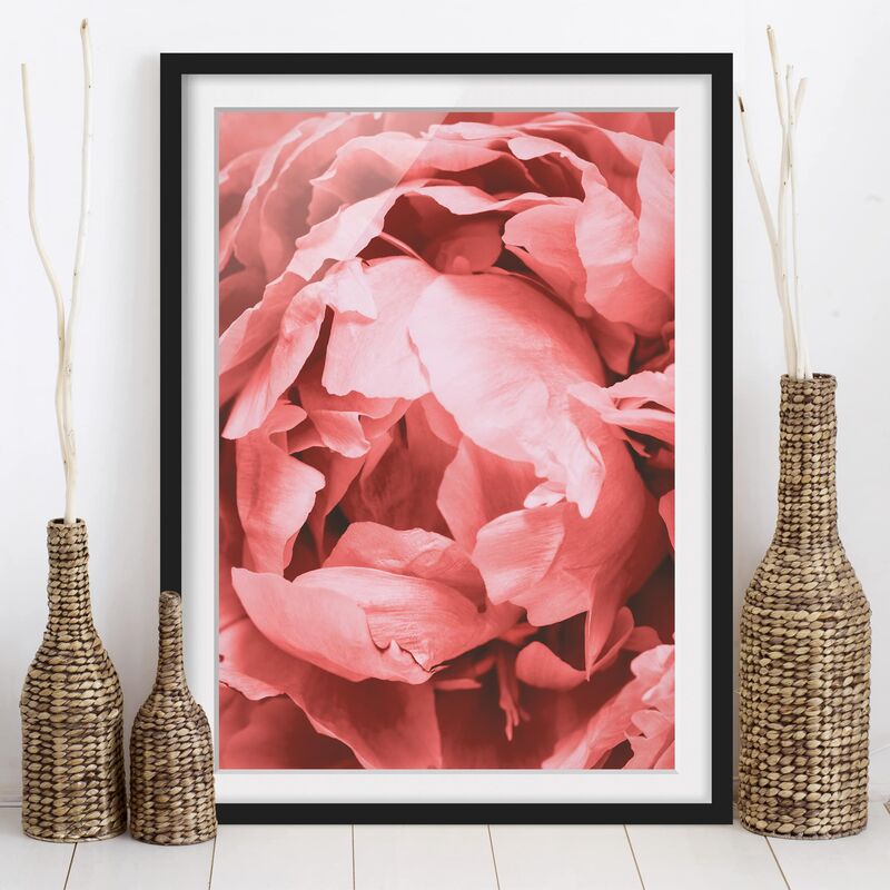 

Póster enmarcado - Peony di corallo del fiore Dimensión LxA: 100cm x 70cm, Marco: Negro