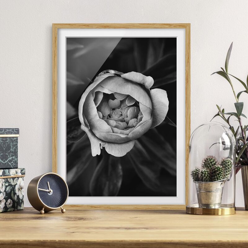 

Póster enmarcado - Peony fiore bianco frontale nero Foglie Dimensión LxA: 24cm x 18cm, Marco: Roble