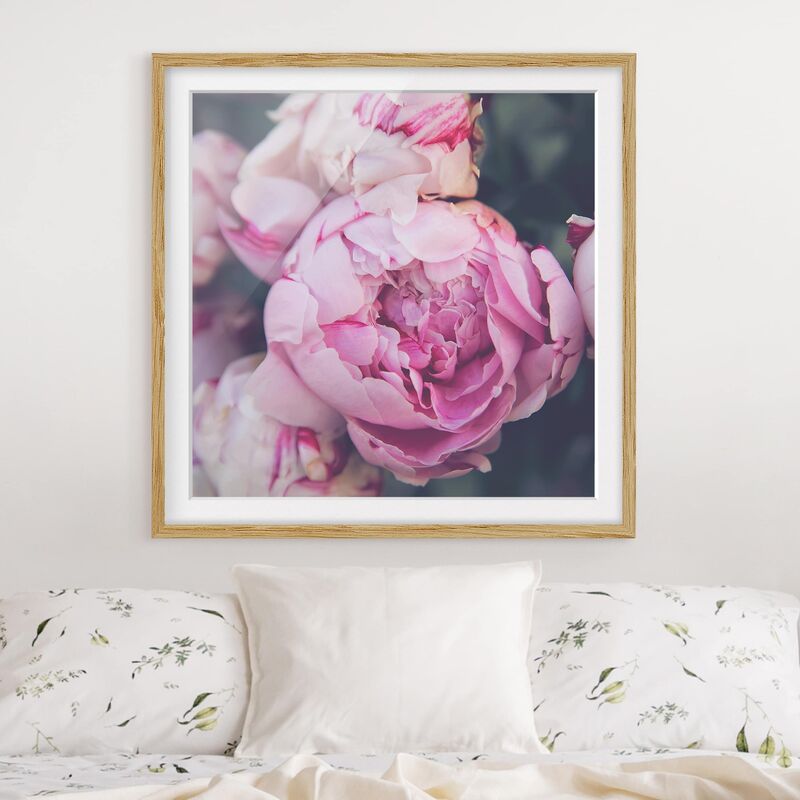 

Póster enmarcado - Peony fiore misero Dimensión LxA: 50cm x 50cm, Marco: Roble