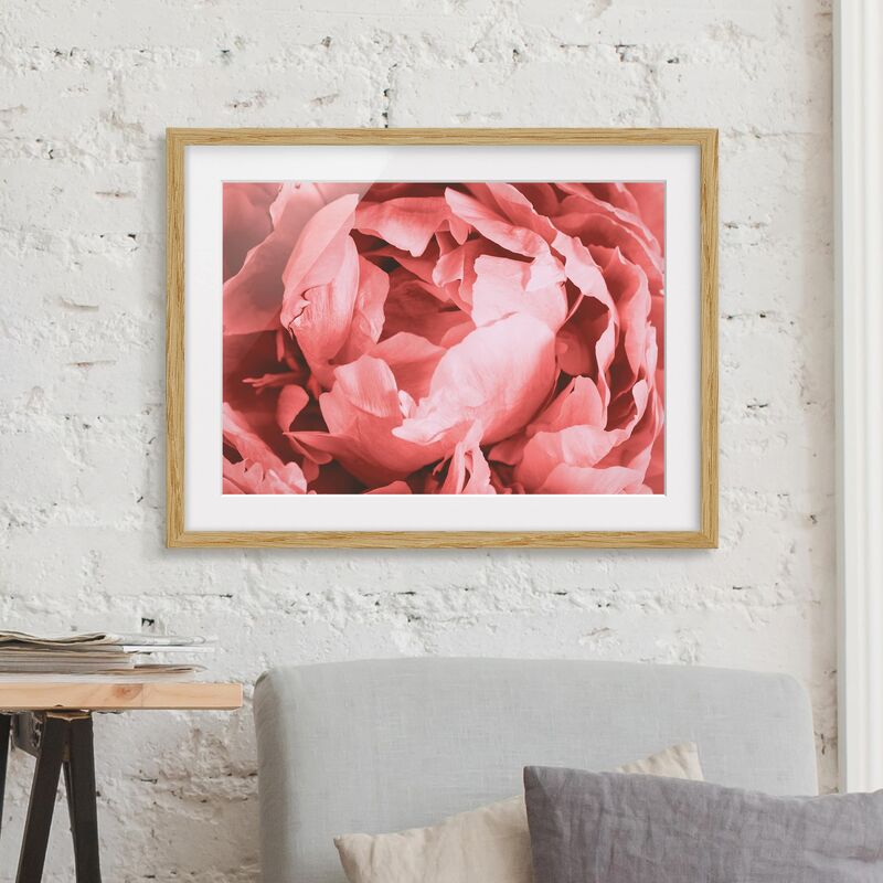 

Póster enmarcado - Peony di corallo del fiore Dimensión LxA: 40cm x 55cm, Marco: Roble