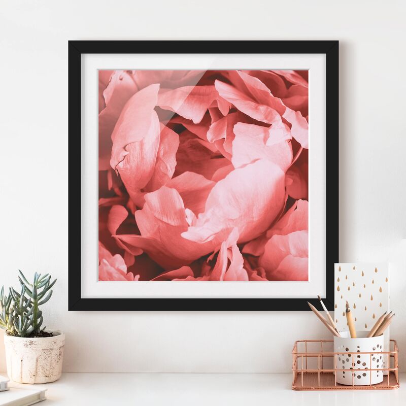 

Póster enmarcado - Peony di corallo del fiore Dimensión LxA: 30cm x 30cm, Marco: Negro