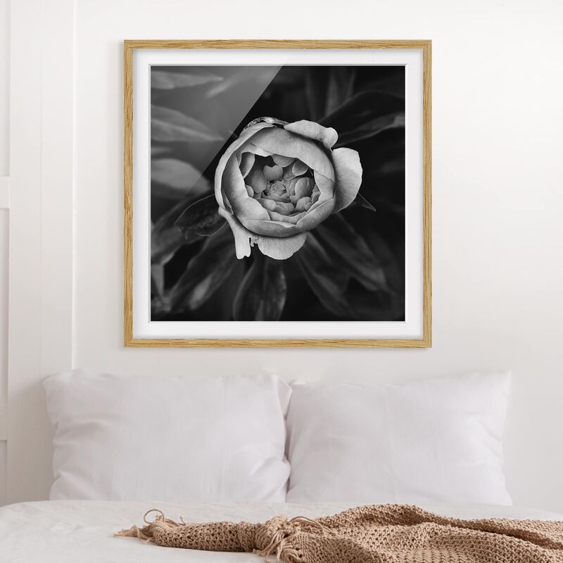

Póster enmarcado - Peony fiore bianco frontale nero Foglie Dimensión LxA: 30cm x 30cm, Marco: Roble