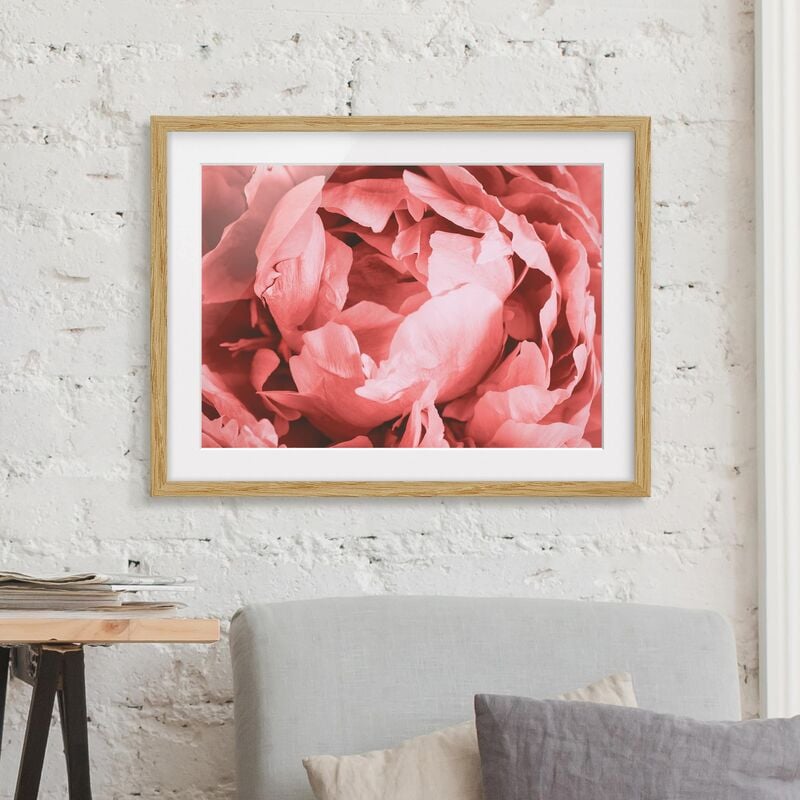 

Póster enmarcado - Peony di corallo del fiore Dimensión LxA: 30cm x 40cm, Marco: Roble