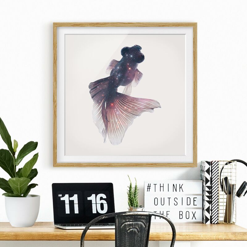 

Póster enmarcado - Pesce Con Galaxy Dimensión LxA: 50cm x 50cm, Marco: Roble