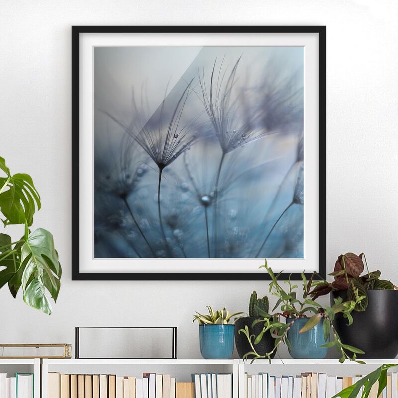 

Póster enmarcado - Piume blu Sotto La Pioggia Dimensión LxA: 50cm x 50cm, Marco: Negro