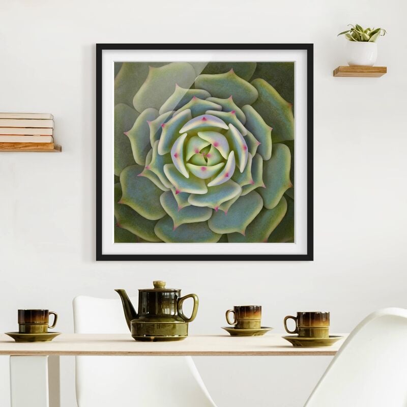 

Póster enmarcado - Pianta Grassa - Echeveria Ben Badis Dimensión LxA: 50cm x 50cm, Marco: Negro