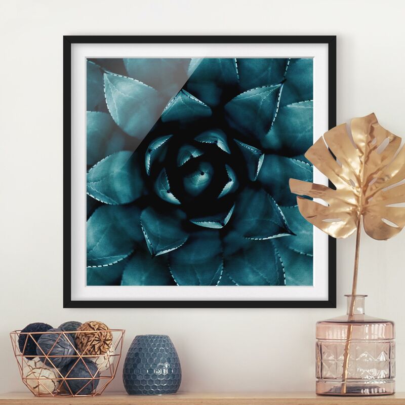 

Póster enmarcado - Pianta grassa in petrolio II Dimensión LxA: 70cm x 70cm, Marco: Negro