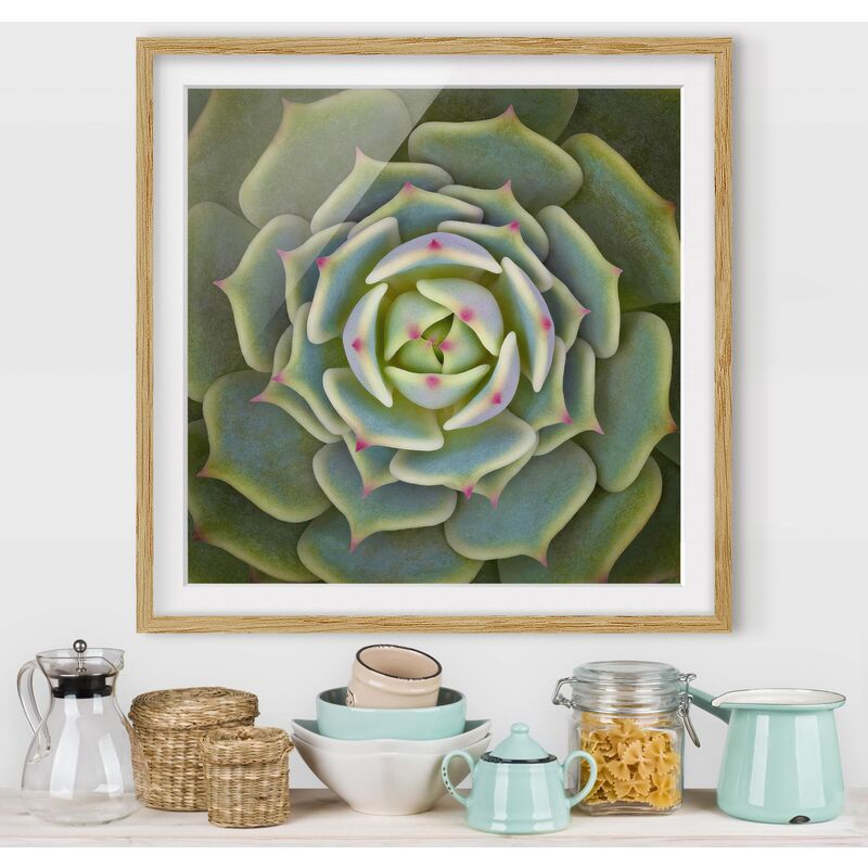 

Póster enmarcado - Pianta Grassa - Echeveria Ben Badis Dimensión LxA: 50cm x 50cm, Marco: Roble