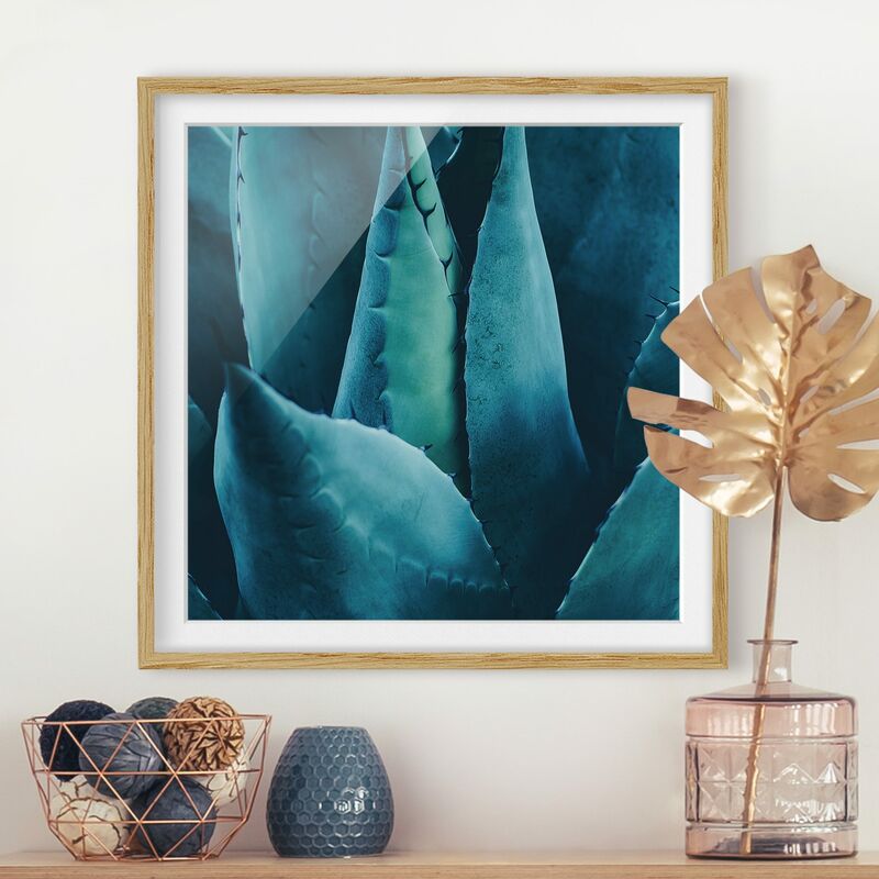 

Póster enmarcado - Pianta grassa in petrolio I Dimensión LxA: 30cm x 30cm, Marco: Roble