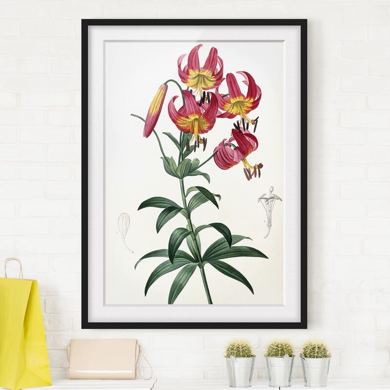 

Póster enmarcado - Pierre Joseph Redoute - Türkenbundlilie Dimensión LxA: 100cm x 70cm, Marco: Negro