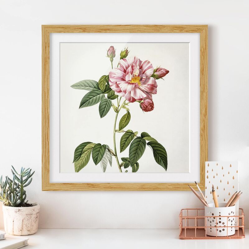 

Póster enmarcado - Pierre Joseph Redoute - Rosa Gallica Rose Dimensión LxA: 30cm x 30cm, Marco: Roble
