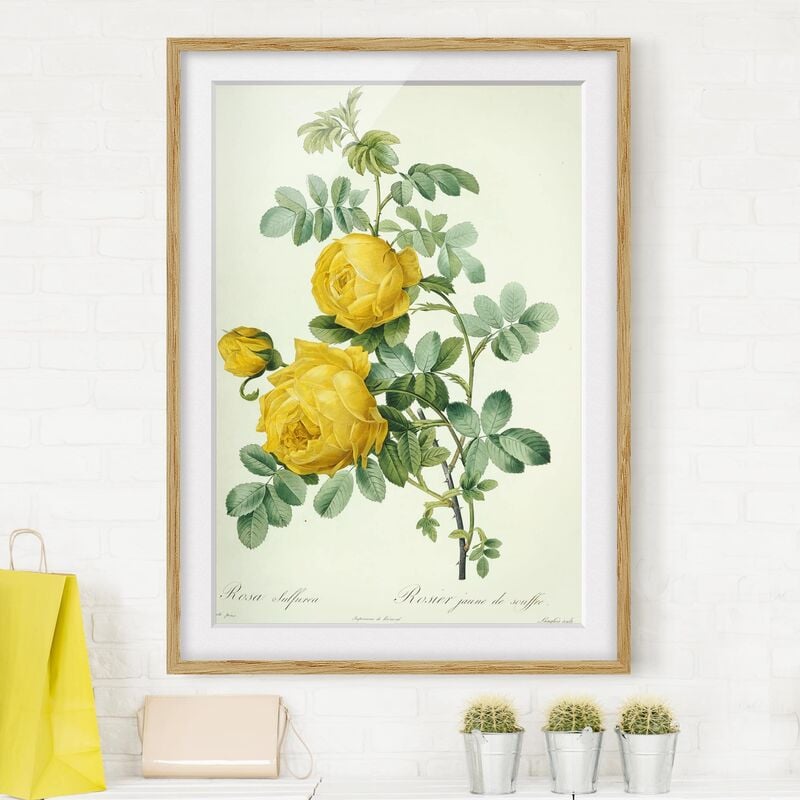 

Póster enmarcado - Pierre Joseph Redoute - Rosa Sulfurea Dimensión LxA: 100cm x 70cm, Marco: Roble
