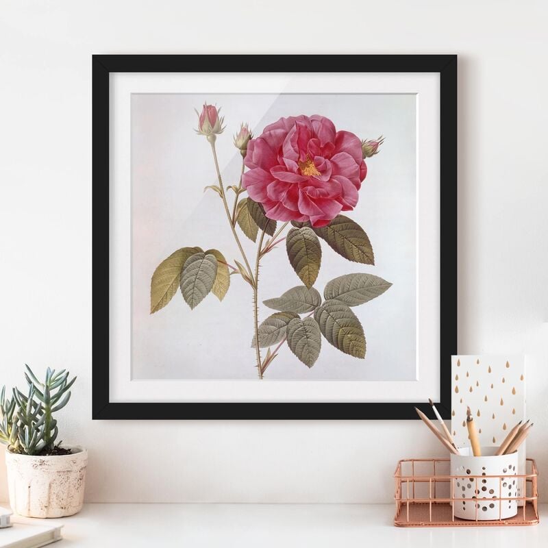 

Póster enmarcado - Pierre Joseph Redoute - Farmacista Rose Dimensión LxA: 30cm x 30cm, Marco: Negro
