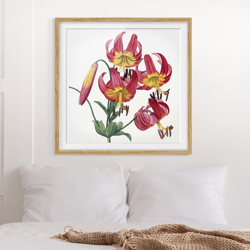 

Póster enmarcado - Pierre Joseph Redoute - Türkenbundlilie Dimensión LxA: 50cm x 50cm, Marco: Roble