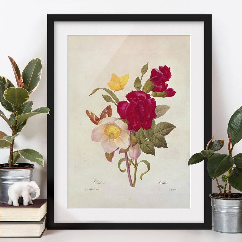 

Póster enmarcado - Pierre Joseph Redoute - Hellebores Dimensión LxA: 70cm x 50cm, Marco: Negro