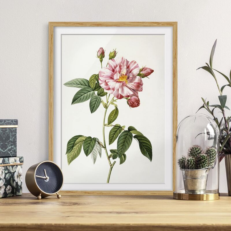 

Póster enmarcado - Pierre Joseph Redoute - Rosa Gallica Rose Dimensión LxA: 24cm x 18cm, Marco: Roble