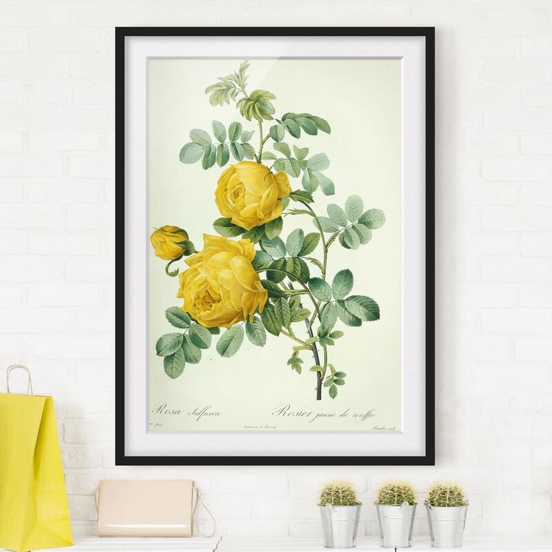 

Póster enmarcado - Pierre Joseph Redoute - Rosa Sulfurea Dimensión LxA: 24cm x 18cm, Marco: Negro