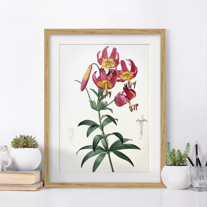 

Póster enmarcado - Pierre Joseph Redoute - Türkenbundlilie Dimensión LxA: 24cm x 18cm, Marco: Roble