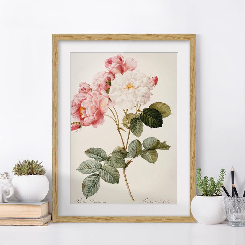 

Póster enmarcado - Pierre Joseph Redoute - Rosa Damascena Dimensión LxA: 100cm x 70cm, Marco: Roble