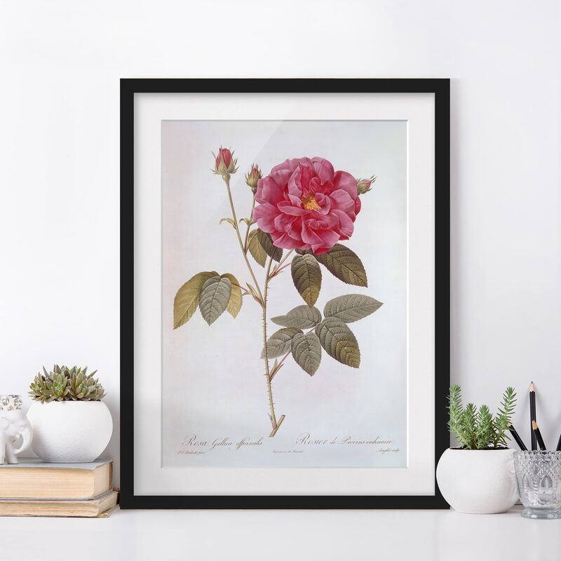 

Póster enmarcado - Pierre Joseph Redoute - Farmacista Rose Dimensión LxA: 100cm x 70cm, Marco: Negro