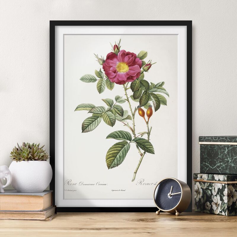 

Póster enmarcado - Pierre Joseph Redoute - Portland Rose Dimensión LxA: 70cm x 50cm, Marco: Negro