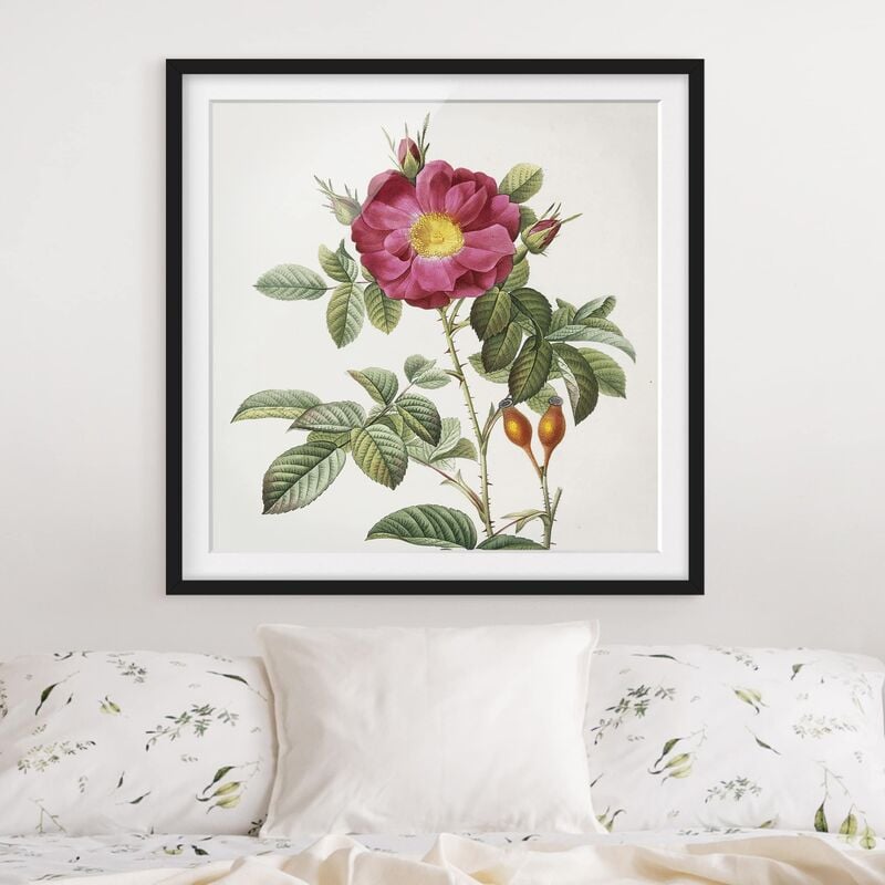 

Póster enmarcado - Pierre Joseph Redoute - Portland Rose Dimensión LxA: 50cm x 50cm, Marco: Negro