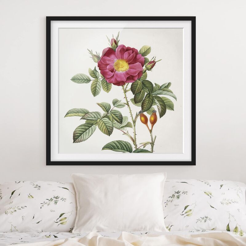 

Póster enmarcado - Pierre Joseph Redoute - Portland Rose Dimensión LxA: 30cm x 30cm, Marco: Negro