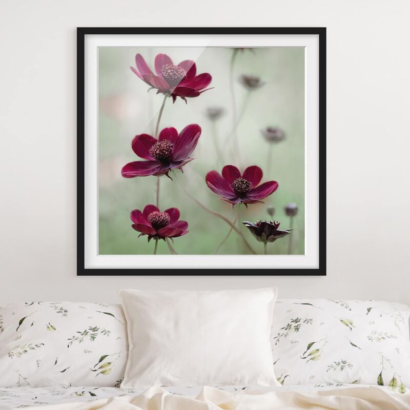 

Póster enmarcado - Pink Kosmeen Dimensión LxA: 50cm x 50cm, Marco: Negro