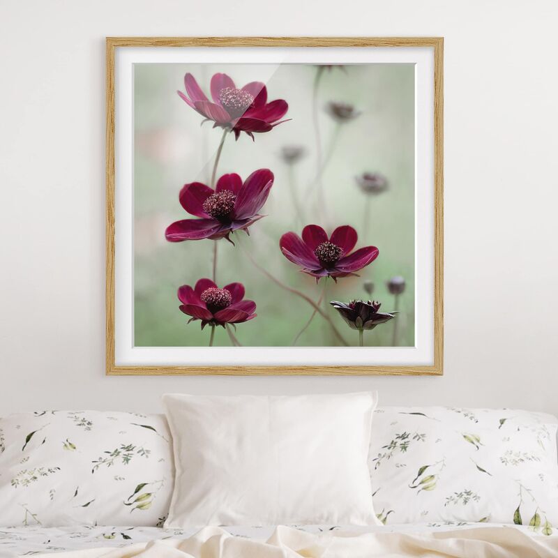 

Póster enmarcado - Pink Kosmeen Dimensión LxA: 50cm x 50cm, Marco: Roble