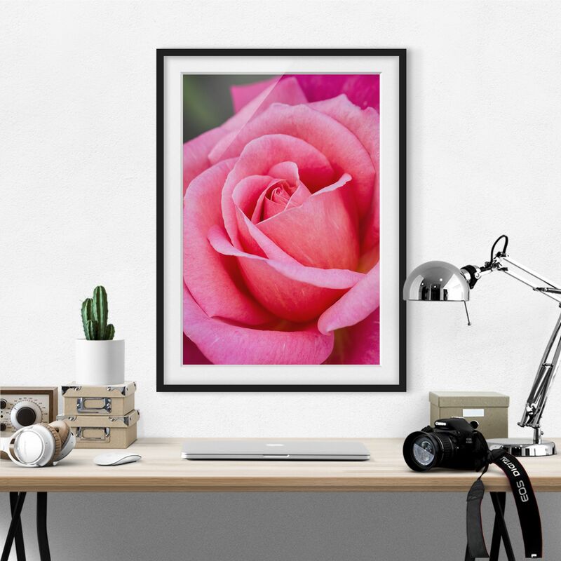 

Póster enmarcado - Pink Rose Bloom di fronte al verde Dimensión LxA: 55cm x 40cm, Marco: Negro