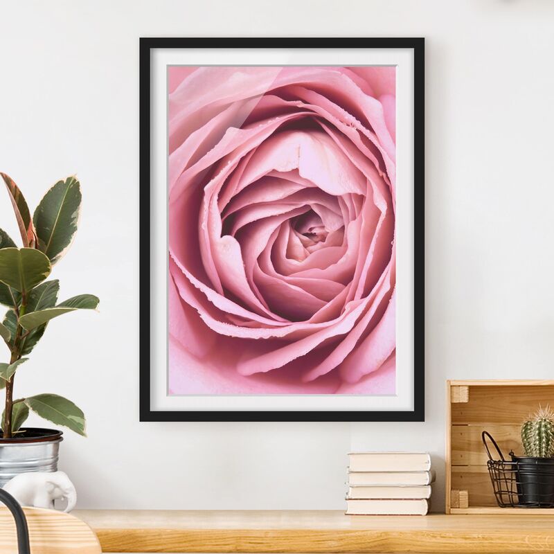 

Póster enmarcado - Pink Rose Blossom Dimensión LxA: 70cm x 50cm, Marco: Negro