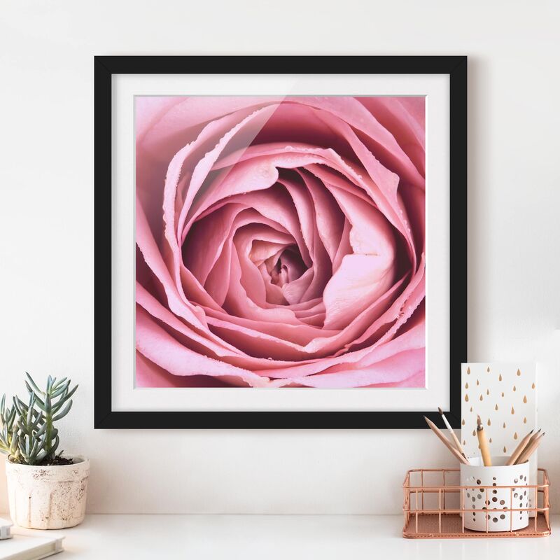 

Póster enmarcado - Pink Rose Blossom Dimensión LxA: 20cm x 20cm, Marco: Negro
