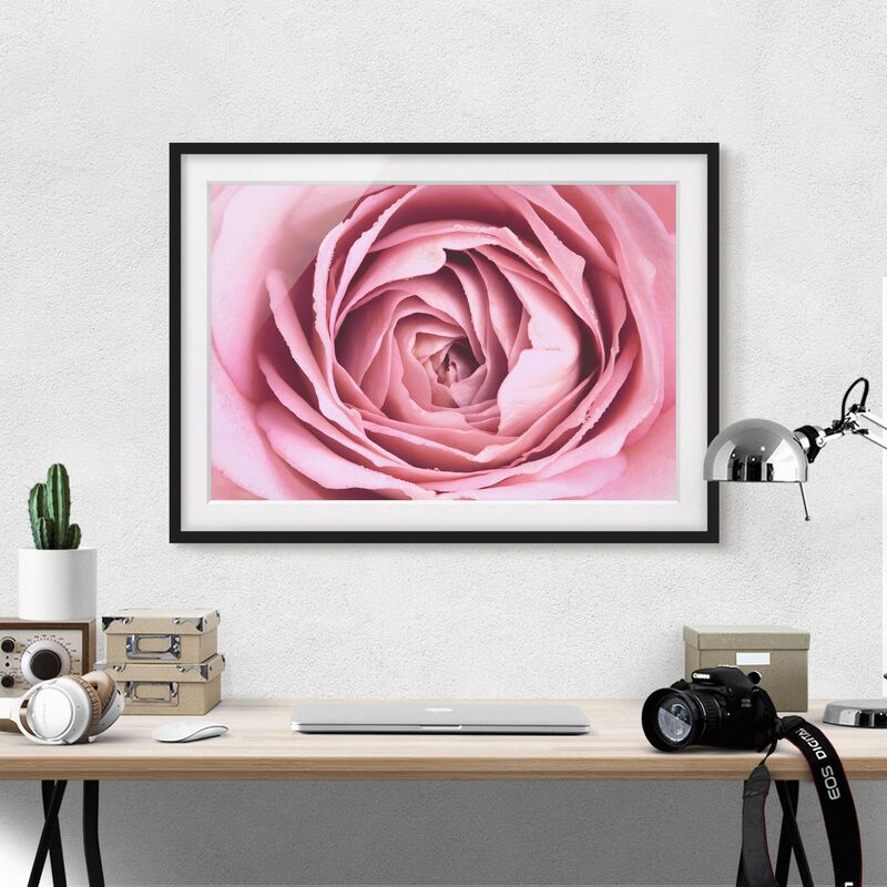 

Póster enmarcado - Pink Rose Blossom Dimensión LxA: 40cm x 55cm, Marco: Negro