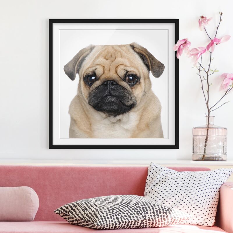 

Póster enmarcado - Portrait Of A Pug Dimensión LxA: 30cm x 30cm, Marco: Negro