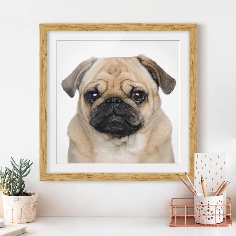 

Póster enmarcado - Portrait Of A Pug Dimensión LxA: 30cm x 30cm, Marco: Roble